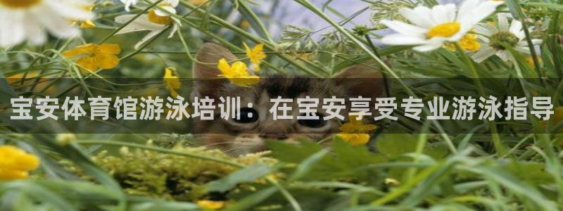 焦点娱乐平台账号在哪注册：宝安体育馆游泳培训：在宝安