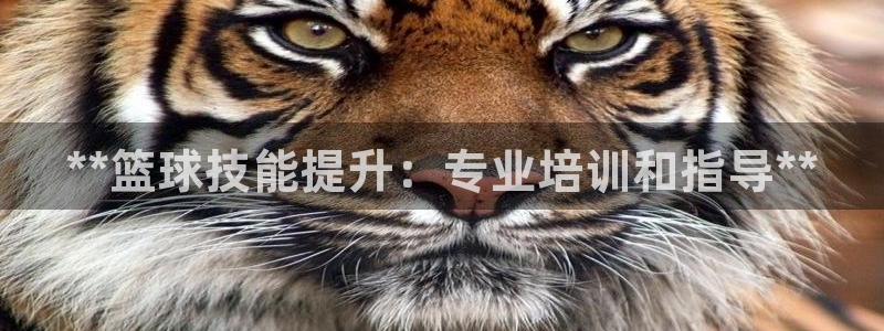 焦点娱乐网：**篮球技能提升：专业培训和指导**